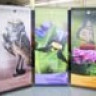 neoprint ltx roll-up stay-flat synthetic film with grey back, npltx, polypropylene & synthetic films